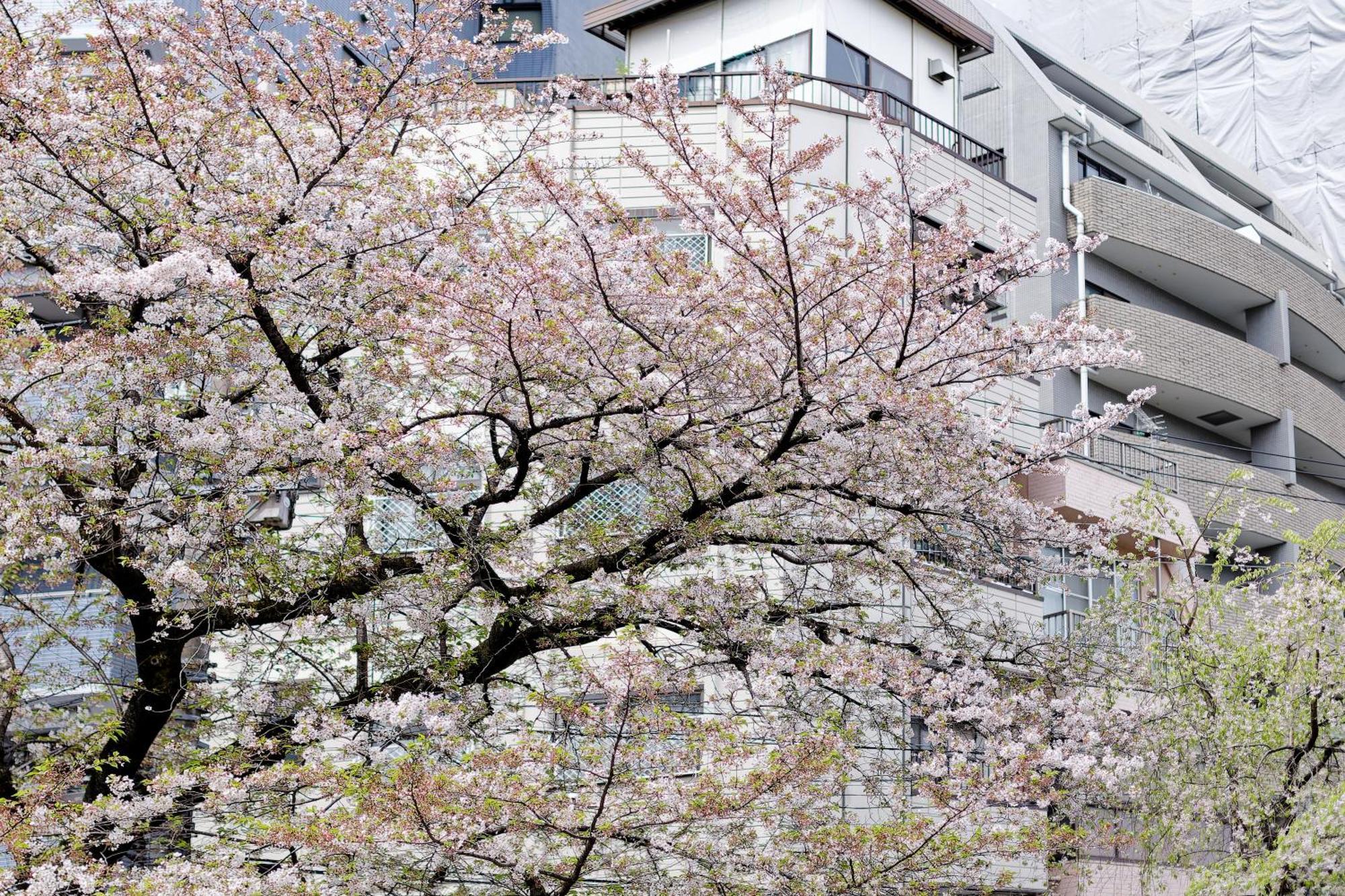 Tokyo Kitaku Hotel Esterno foto